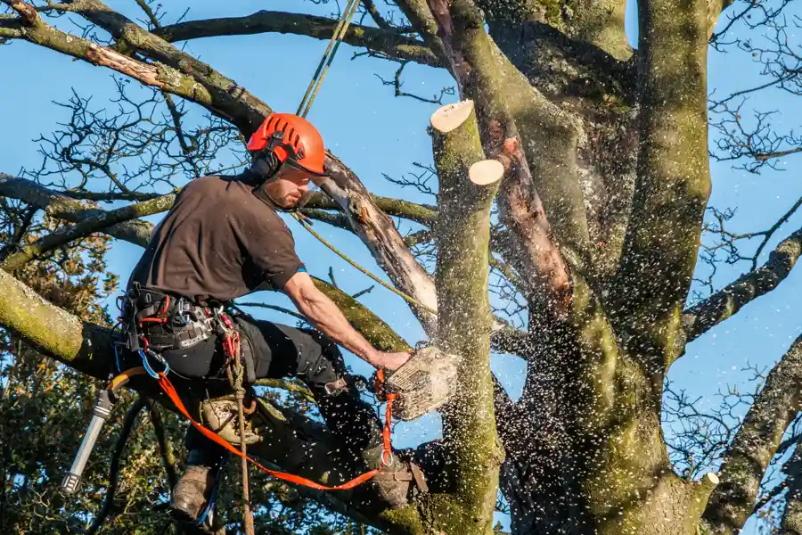 Your Reliable Tree Expert in Fremont, CA