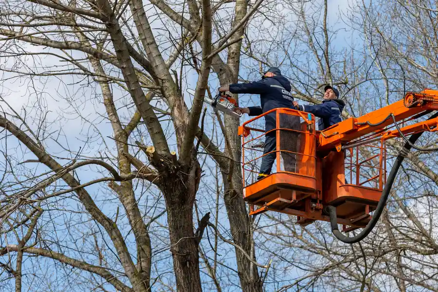Excellent Tree Removal Fremont, CA Excellent Tree Removal Fremont, CA