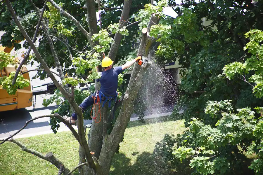 Tree Root Problems Solved By Professional Removal in Fremont, CA Tree Root Problems Solved By Professional Removal in Fremont, CA