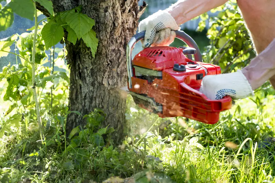 Understanding Permits For Tree Removal Services in Fremont, CA Understanding Permits For Tree Removal Services in Fremont, CA